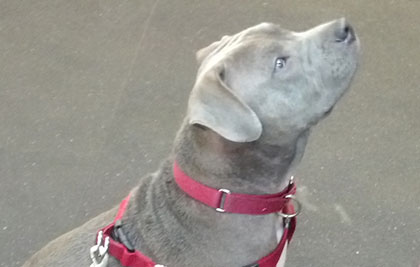 Spirit watching attentively.